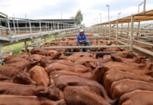 Roma yarding up despite storms
