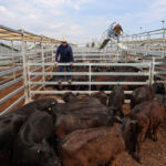 saleyards_514218_02