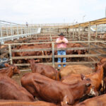 saleyards_514218_03