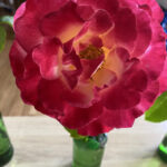 FlowerShow_510160_06