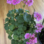 FlowerShow_510160_12