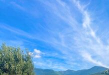 A floral fascination