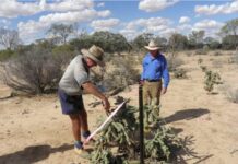 Biological agent initiative to suppress invasive weeds