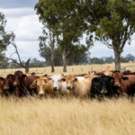 cattletick_512268_01