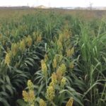 ppad1311_516229_01-1