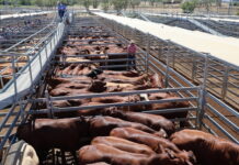 Strong prices again at saleyards