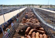 Hot prices at the saleyards