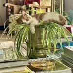 Garden0512_521786_03