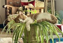 Seven indoor favourites to treasure