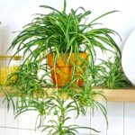 Garden0512_521786_04