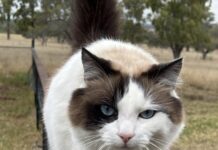 Hot tips for pet owners this Summer