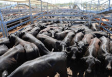 Roma the marketplace of choice