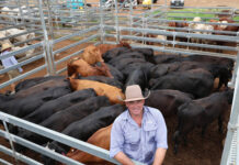 Last Roma cattle sale of the year