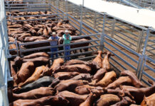 Second last sale a success