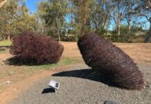 Roma’s Rustiest Bottle Tree taken a hit in storm