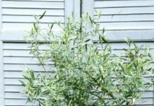 Growing in Pots and Containers