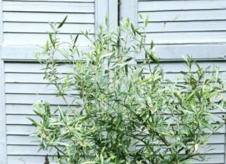 Growing in Pots and Containers