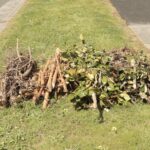 gardenpics_531118_01