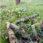 gardenpics_531118_03