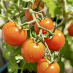 gardenpics_531118_04