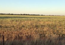 Old herbicides to the rescue