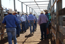 Strong numbers heat up cattle sale