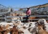 Blow to Australian beef producers as China hikes tariff