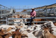 Blow to Australian beef producers as China hikes tariff