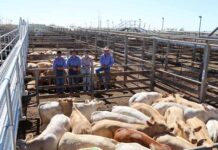 Up and up at saleyards