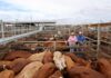 Cattle Sales kick back off strongly