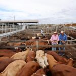 saleyards_528572_01