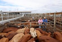 Cattle Sales kick back off strongly