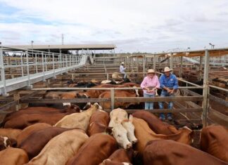 Cattle Sales kick back off strongly