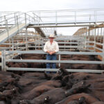 saleyards_528572_02