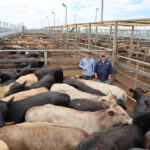 saleyards_528572_03