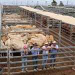 saleyards_528572_04