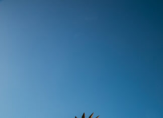 Art runs in Angus’s blood