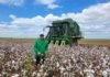 Cotton picking begins following mixed season