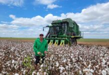 Cotton picking begins following mixed season