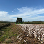 cotton_535607_02-1