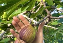 The trees of our Childhood or Remembering Trees.