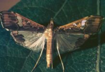 A problem caterpillar