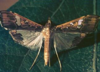 A problem caterpillar