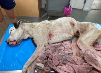 Rippa deserves justice: Rescue calls for law reform