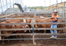 Roma market this week