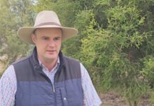 Long cattle tick battle