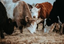 Illegal stock movement attracts record fine