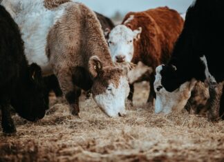 Illegal stock movement attracts record fine