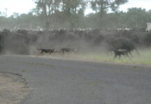 Cattle moo-ve though Mitchell