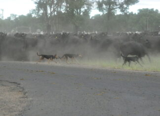 1000 head of cattle through Mitchell
